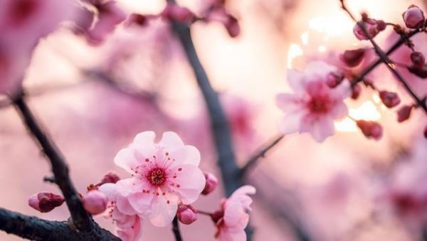 带有梅花的诗句