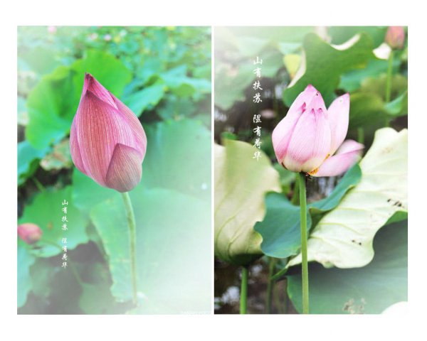 扶苏这个名字的寓意