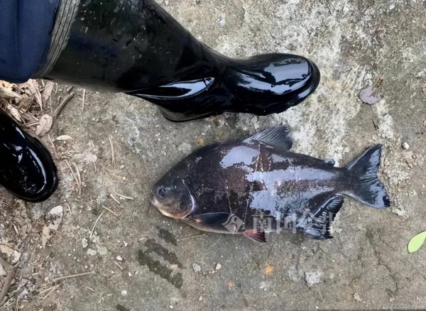 红鲳鱼为什么叫垃圾鱼