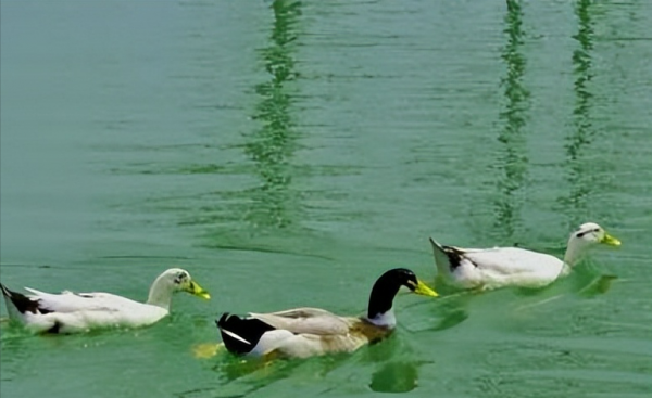 含有拟人的诗句推荐