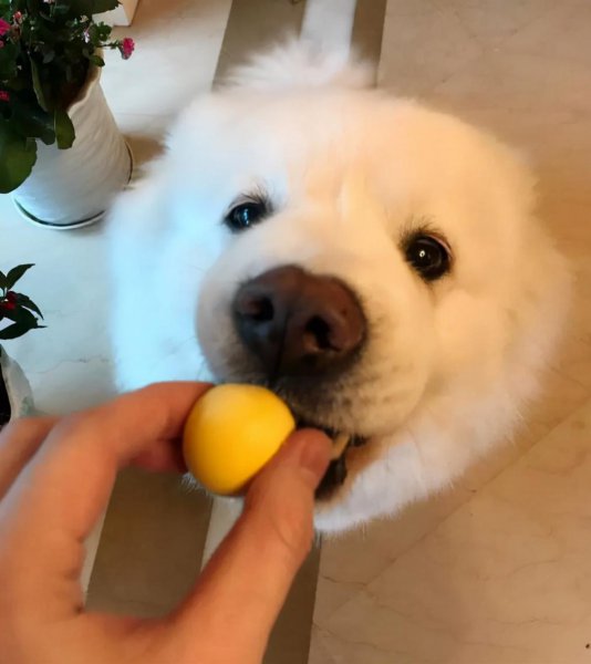 狗养多久才对人有感情