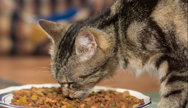 猫粮哪个牌子质量好性价比高又安全健康又好吃