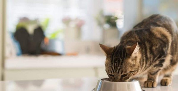 猫粮哪个牌子质量好性价比高又安全健康又好吃