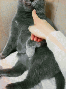 猫哈人是什么意思 猫咪冲你哈气是怎么回事
