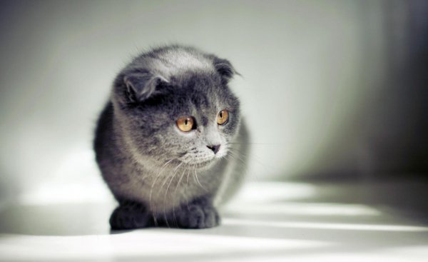 猫发出像喷气一样的声音怎么回事