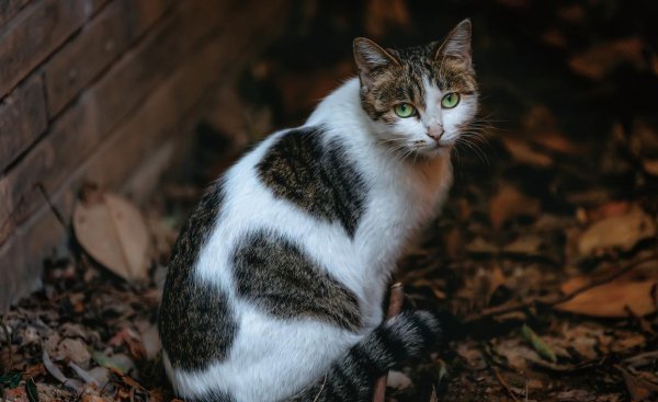猫发出像喷气一样的声音怎么回事