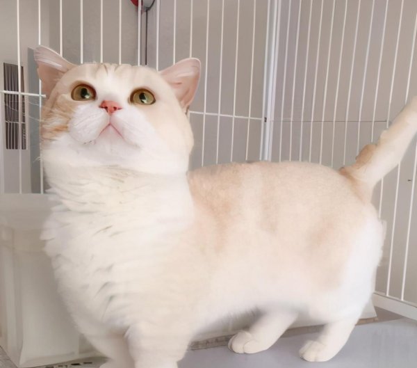 猫颜值排名榜
