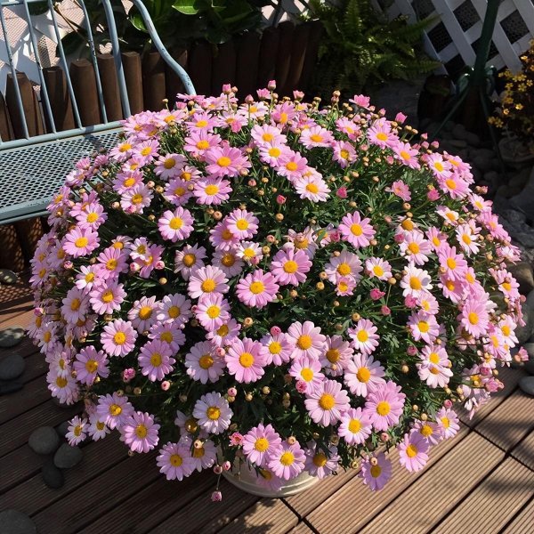 公认最好看的花