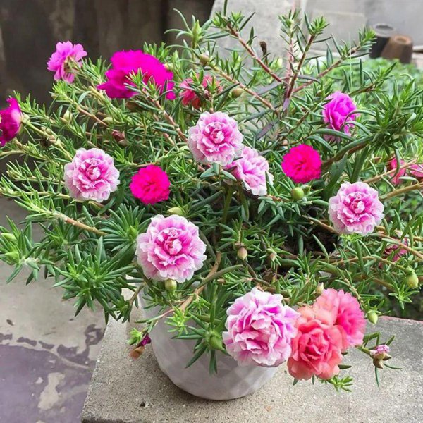 半枝莲开花的样子描写