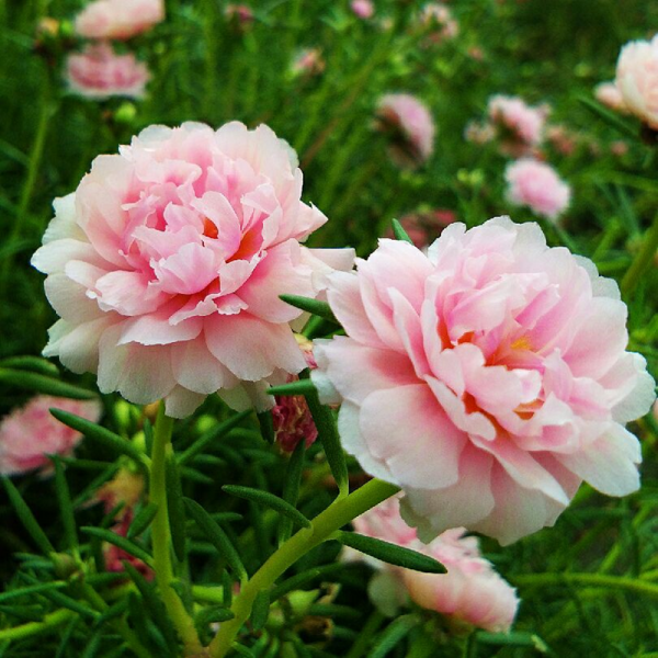 半枝莲开花的样子描写