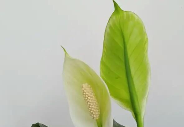 白掌的花为什么变绿了还能变白吗