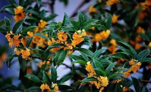 家里种桂花树吉不吉利