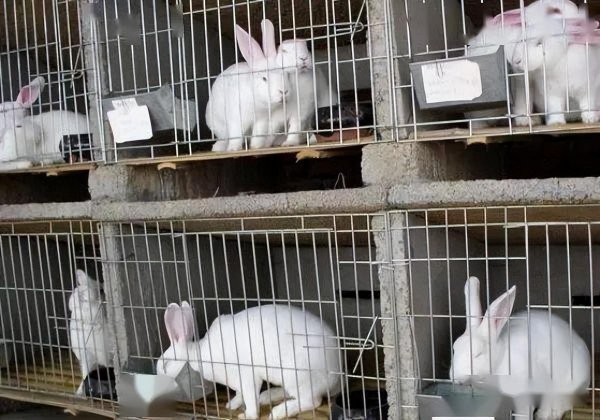 饲养兔子利润与成本情况