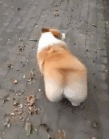 狗丢了怎么办