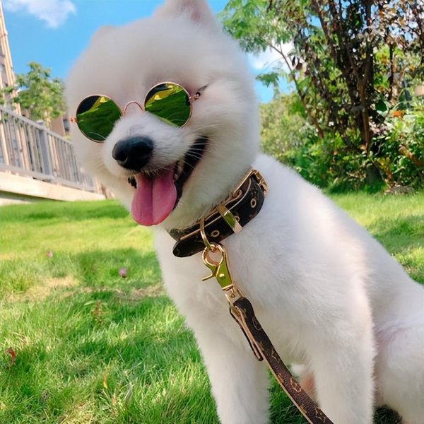 狗丢了怎么办