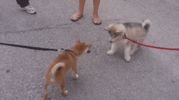 狗丢了怎么办