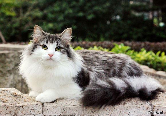 最大的猫是什么品种图片