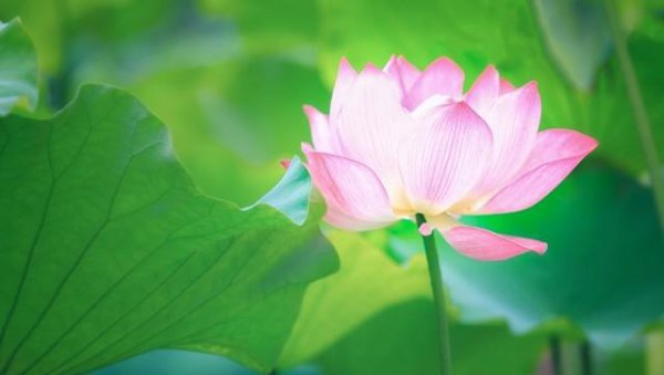何为君子之道解释