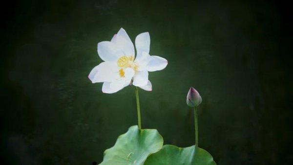 何为君子之道解释