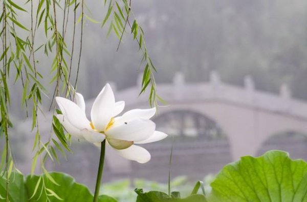 何为君子之道解释