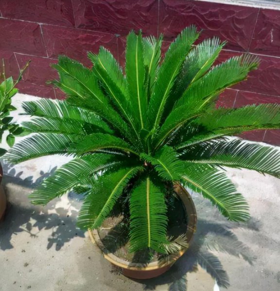 不开花的植物有哪些