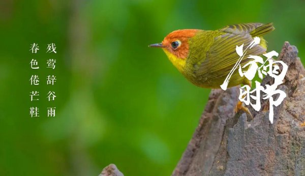 关于谷雨的古诗词