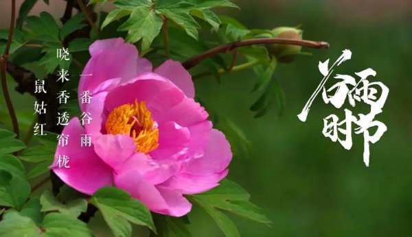关于谷雨的古诗词