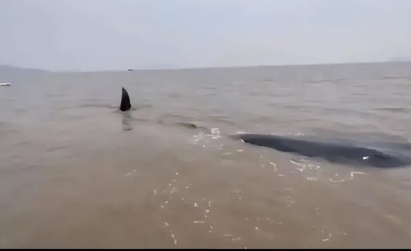 鲸鱼搁浅为什么救不了