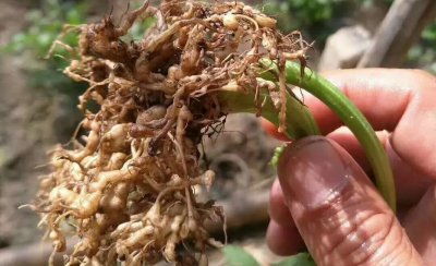 根线虫用什么药最有效果 根结线虫用什么治简单彻底