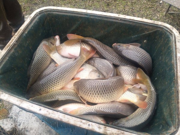 鲤鱼的寿命一般是多少年