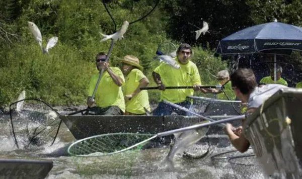 鲤鱼的寿命一般是多少年
