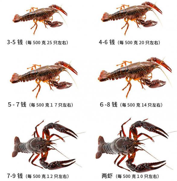 小龙虾进货渠道