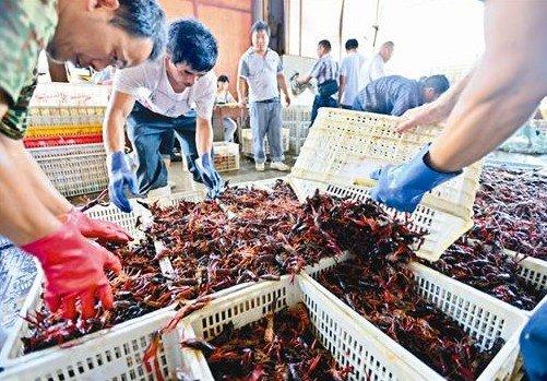 小龙虾进货渠道