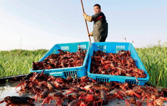 小龙虾进货渠道