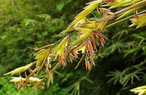 竹子开花马上搬家意味着什么意思