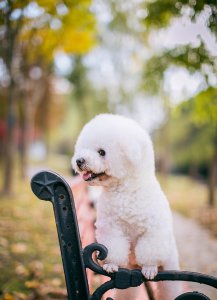 比熊几个月开始变漂亮 家里养比熊犬几个月开始爆毛