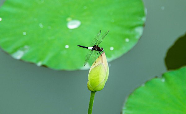 杨万里号什么字什么