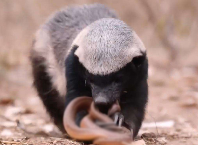 蛇獴是什么动物 獴科的大部分动物都能以蛇类为食