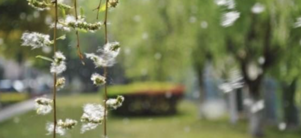 烟花三月下扬州为什么叫烟花