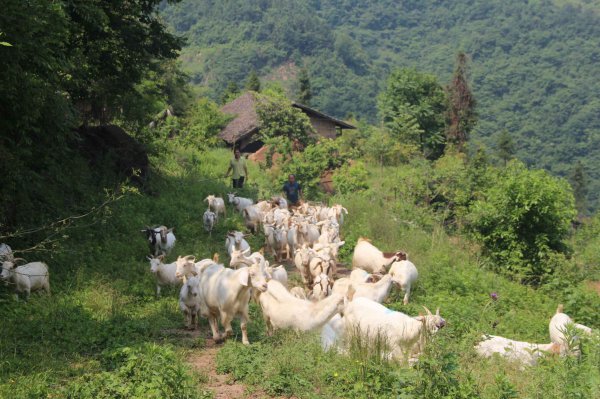 农村风险小的养殖项目有哪些