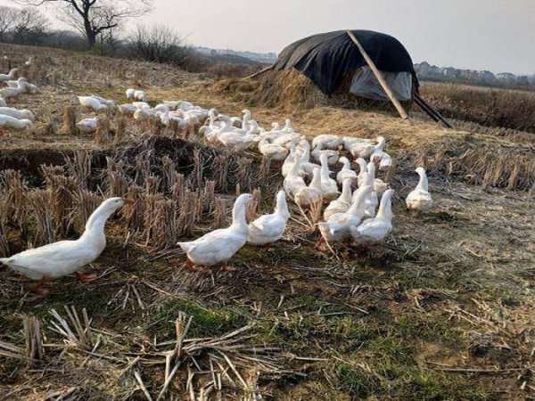 农村风险小的养殖项目有哪些