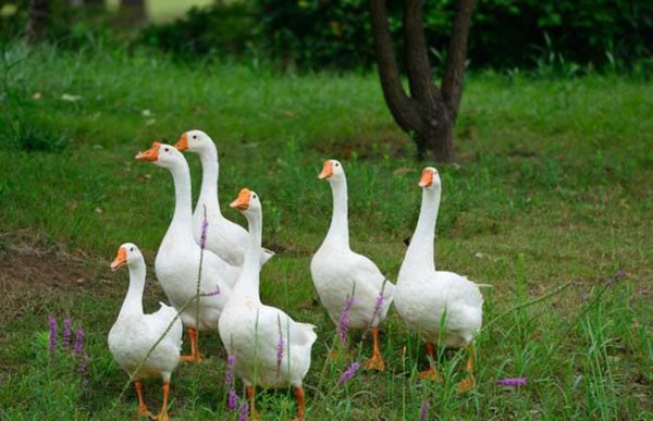 农村风险小的养殖项目有哪些