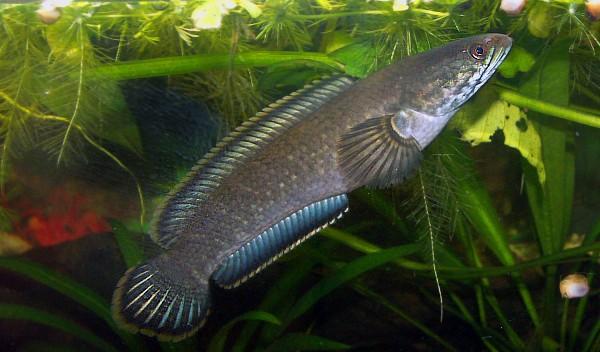 彩虹雷龙能长多大