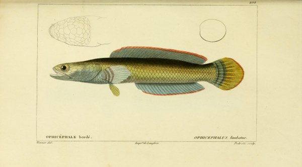 彩虹雷龙能长多大