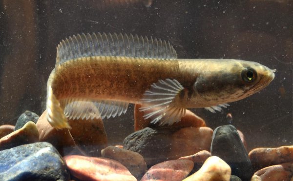 彩虹雷龙能长多大