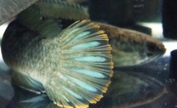 彩虹雷龙能长多大