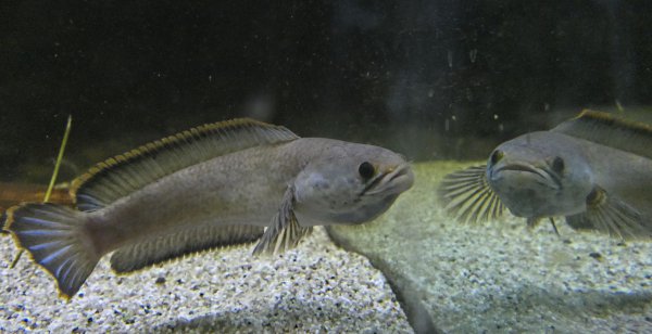 彩虹雷龙能长多大