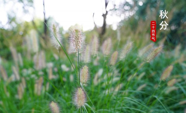 秋怕雷是什么意思
