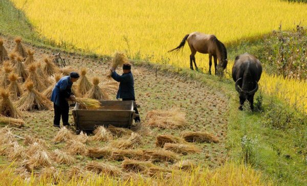 秋怕雷是什么意思