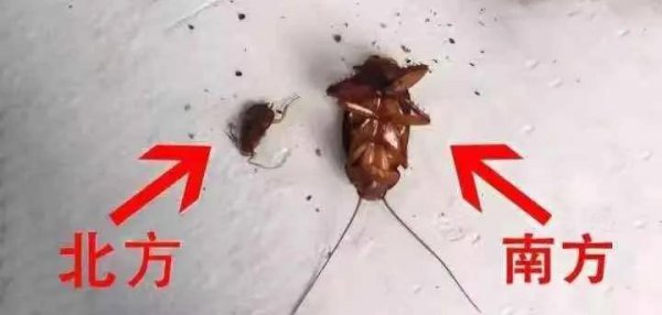 曱甴和甴曱怎么读